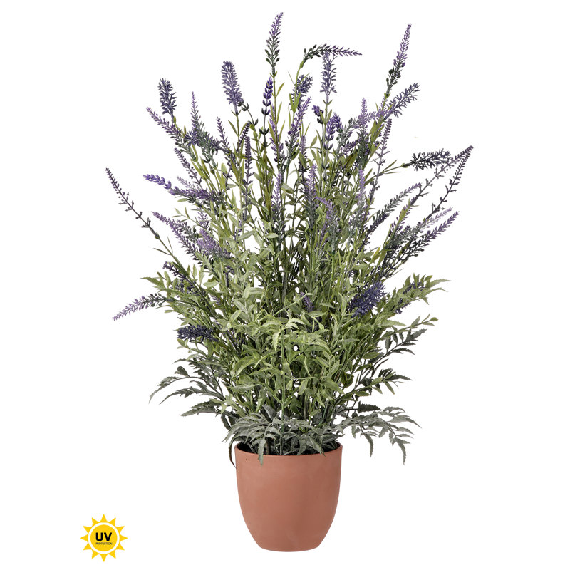 Lavande UV 25 po en pot