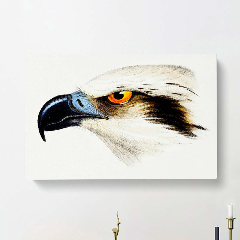 White Headed Osprey by John Gould - Wrapped Canvas Print, 35cm H x 50cm W x 3cm D
