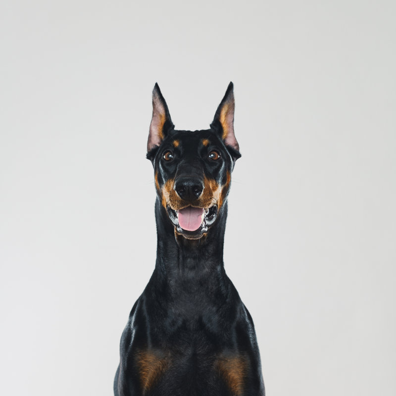 Portrait de chien Dobermann regardant la caméra par Sensorspot, H 30 po x l 30 po