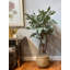 Organic Modern 4.5' Faux Moringa Tree