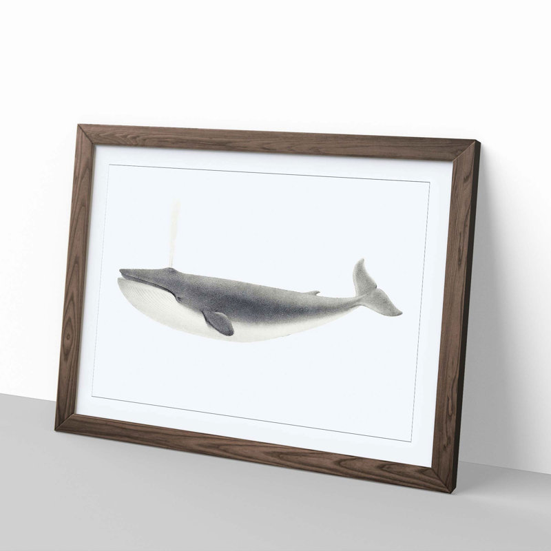 Blue Whale by C.M. Scammon - Framed Print, 40cm H x 60cm W x 2cm D, Walnut
