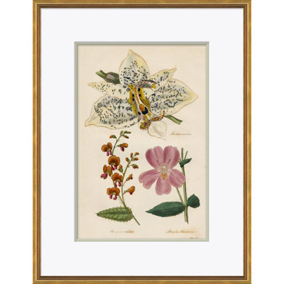 Curtis's Botanicals Giclee Print