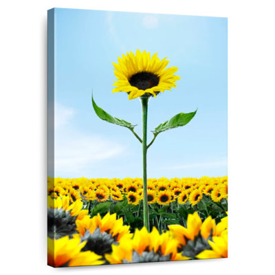 Tournesol Harnek au-dessus des tournesols