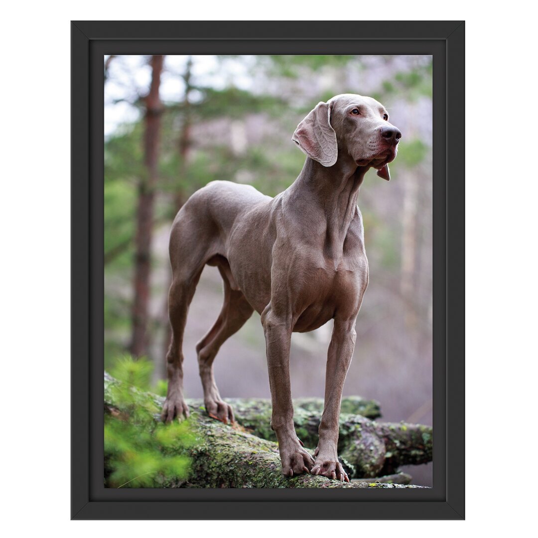 Gerahmtes Wandbild Edler WeimaranerWald