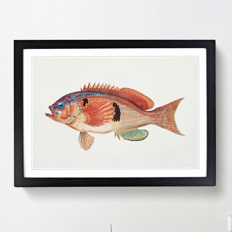 Illustration of a Rockfish by F.E. Clarke - Picture Frame Graphic Art Print, 36cm H x 48cm W x 2cm D, Black Framed