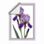Twin Irises Botanical - Framed Print-1497037657-1497037658