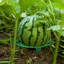 Plateau de fruits horticoles Support de citrouille melon Support de melon d'eau de jardin Support de plante Trelli-532240993