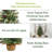 Christmas No Animal(s) Tabletop Tree
