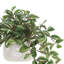 Tradescantia Zebrina Arranged In Ceramic Vase-1331091546-1281163196