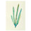 Plants " Plants VI " by Hable Construction