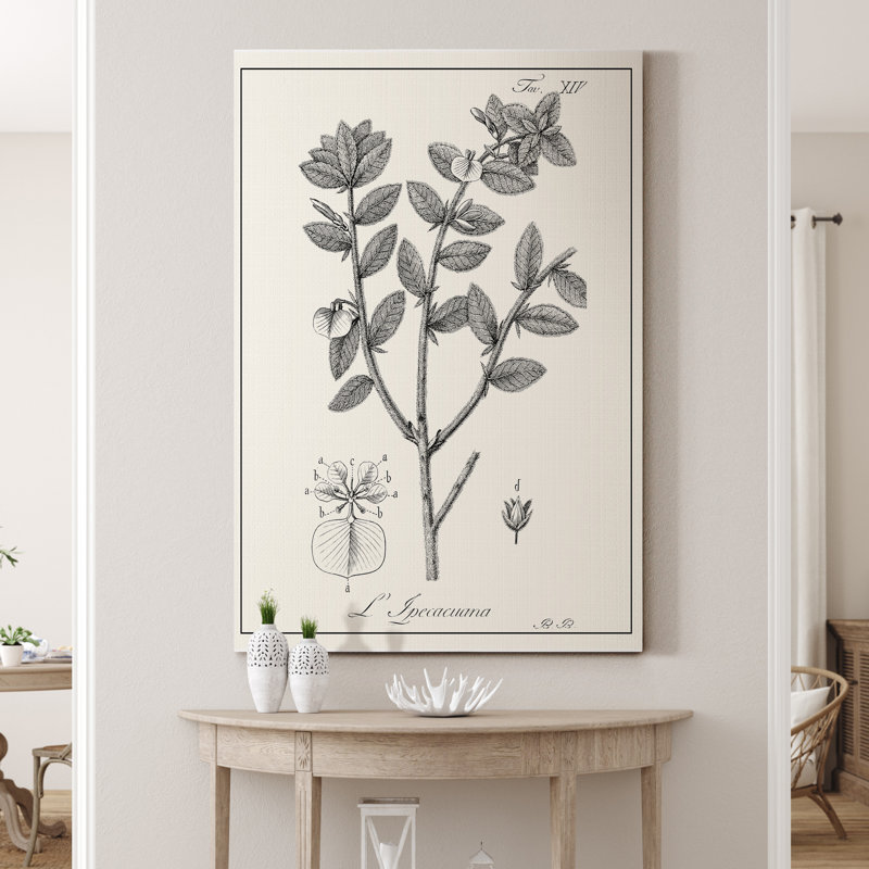 «Antique Black and White Botanical», reproduction d'art sur toile tendue, H 20 po x l 16 po x P 1 po