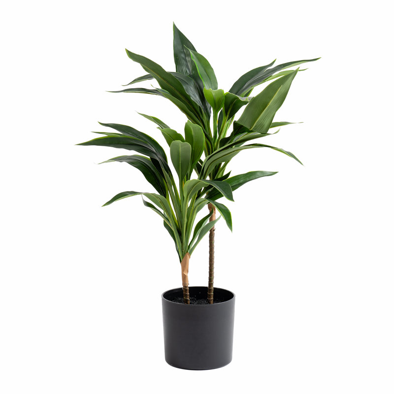60cm Faux Real Touch Dracaena Tree