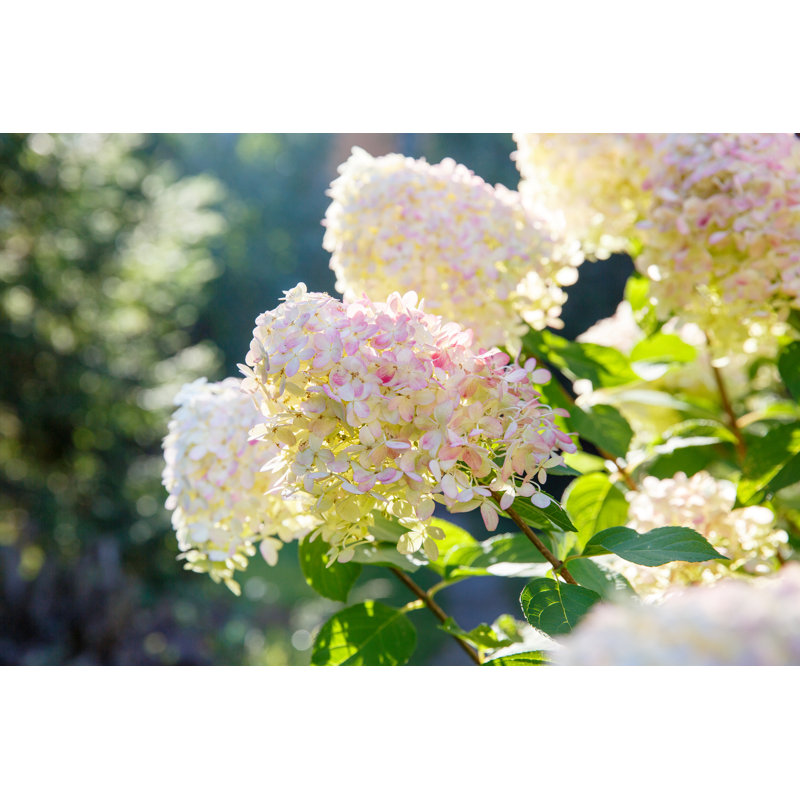 " Paniculata Hydrangea ", 8" H x 12" W  