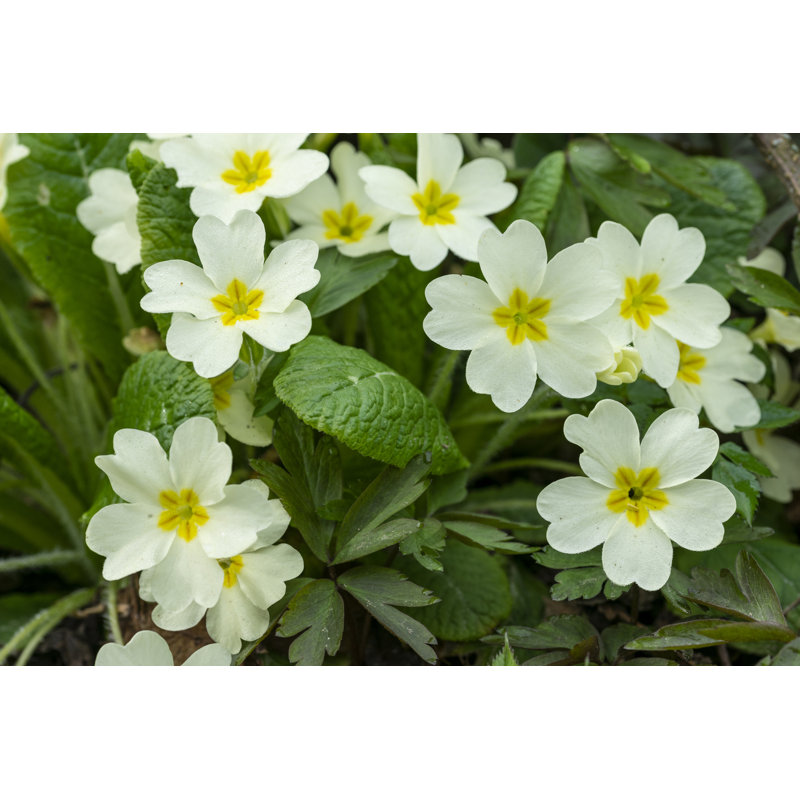 " Primrose Flowers " by Gianpinox, 8" H x 12" W