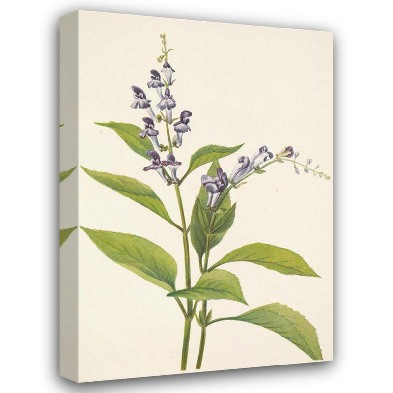 «Wood Skullcap. Scutellaria Serrata» par Mary Vaux Walcott, reproduction d'art sur toile tendue avec châssis