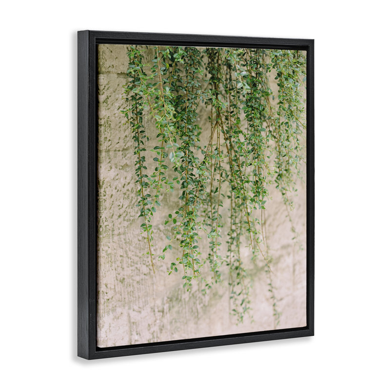 «Hanging Ivy Vines», art mural encadré par Justine Milton, Cadre flottant noir de jais, H 21 po x l 17 po