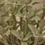 14cm Plant