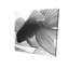 Monochromes de deux toiles Betta - art de décoration aquatique