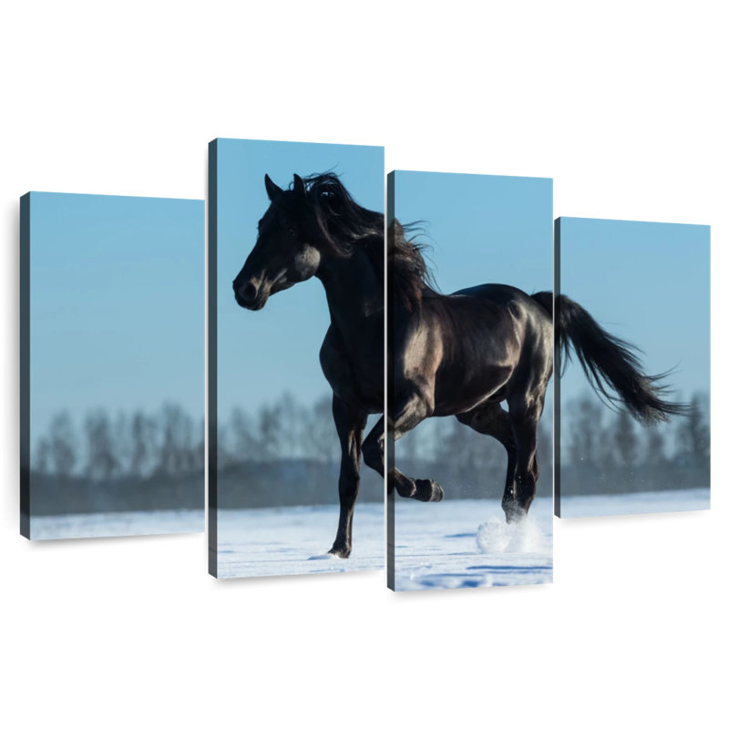 Brampt Purebred Spanish Horse