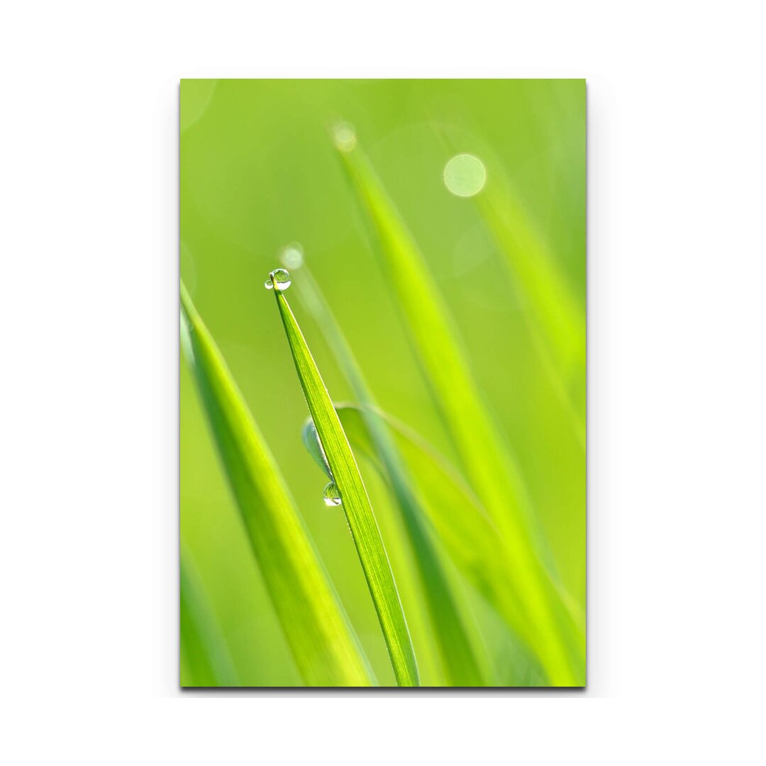 Leinwandbild Grass mit Tau – Nahaufnahme