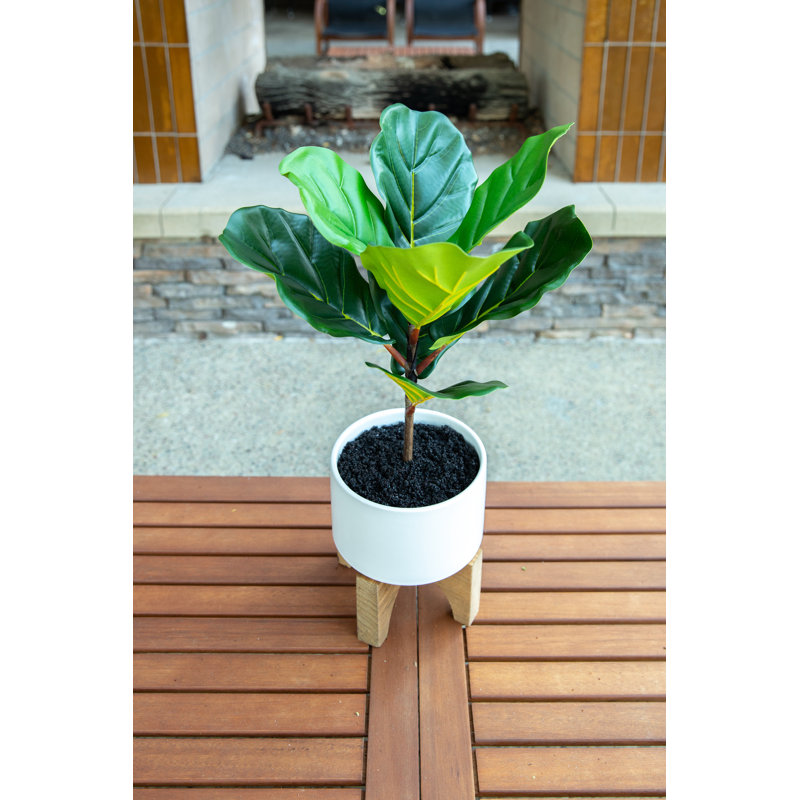 Feuillage de figuier en pot