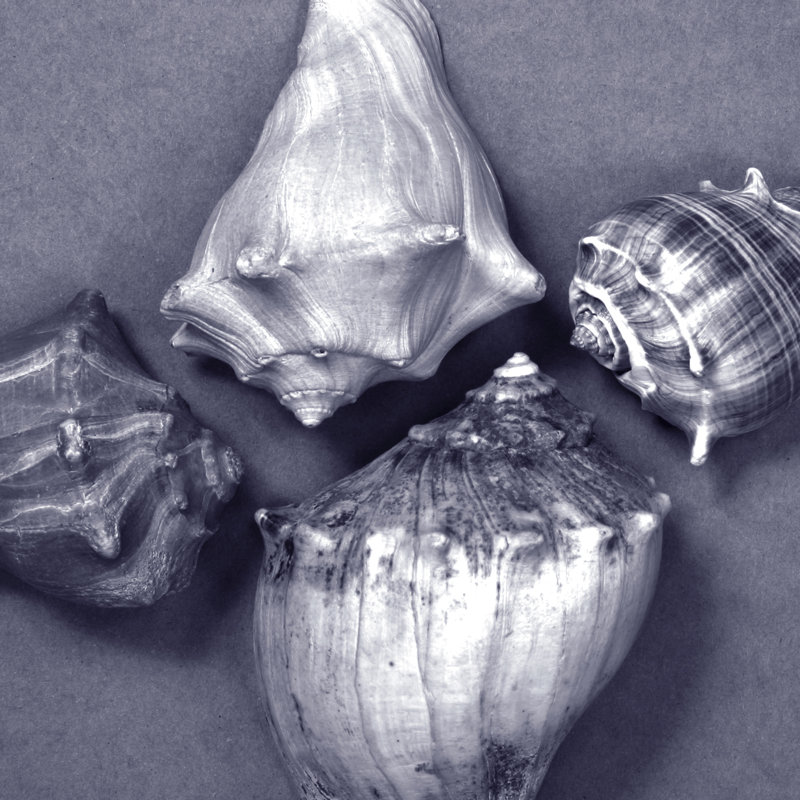 Shell Convergence V, 51cm H x 51cm W