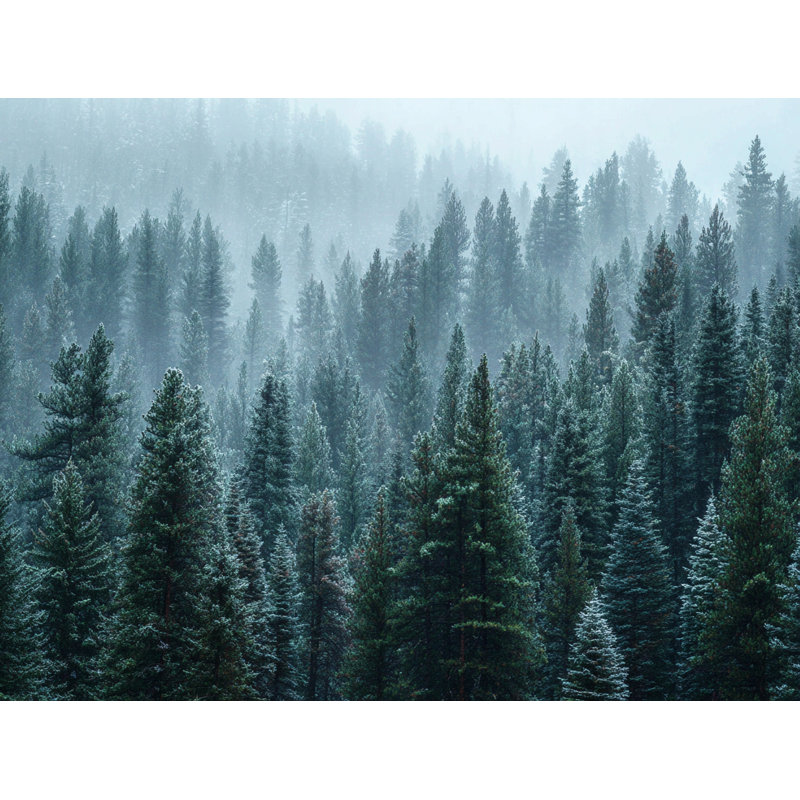 «Frosted Alpine Pines», art mural sur toile tendue, H 36 po x l 48 po
