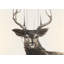 Abstrait cerf-941682144-941682158