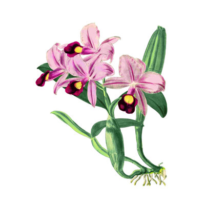 Orchidée rose rétro botanique