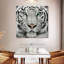Tigre blanc aux yeux verts Brampt-109040863