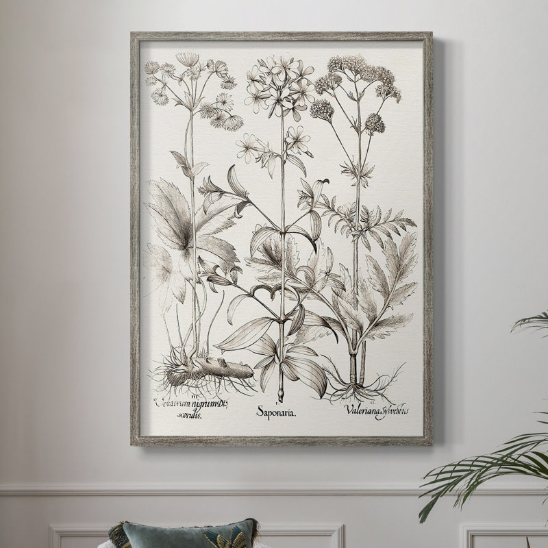 Sépia Besler Botanicals VII, reproduction encadrée - bois massif, H 11 po x l 9 po