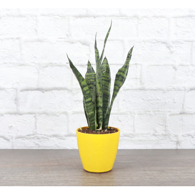 Live Zeylancia Snake Plant