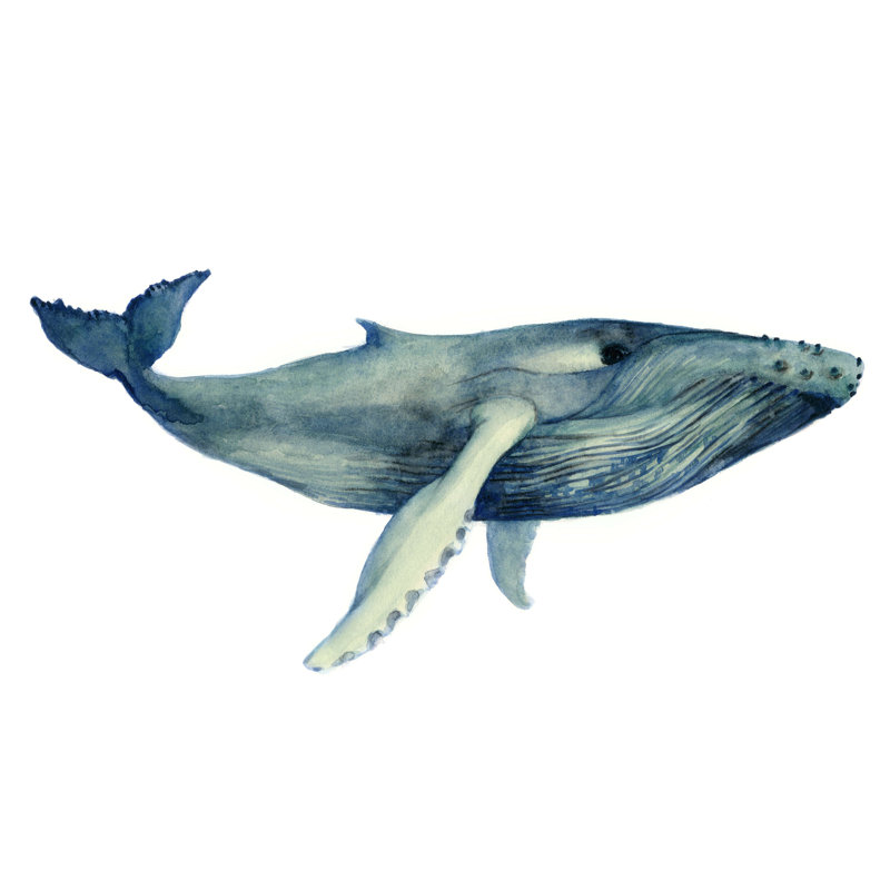 The Whales Song II, H 8 po x l 12 po
