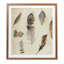 Feather Heirloom 1 Print by Sarah Atkinson-47362354