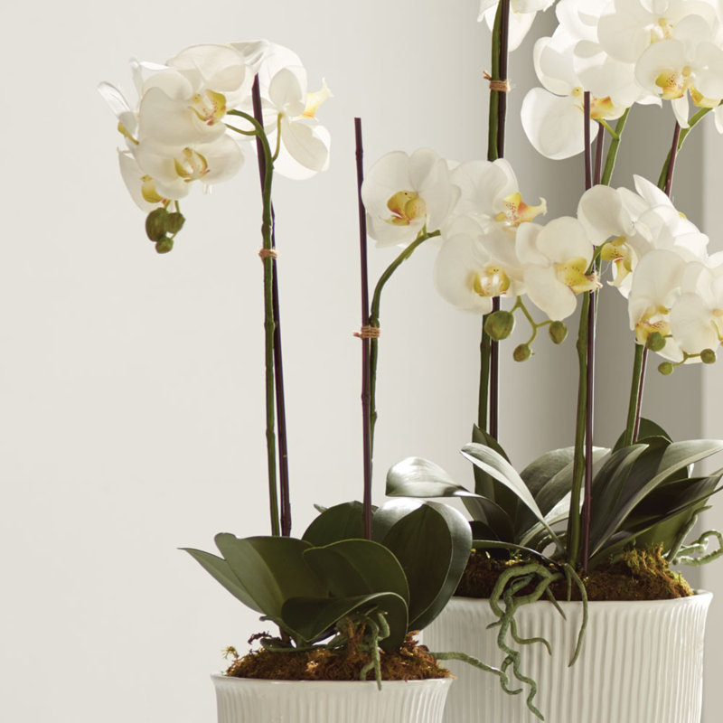 Conservatory Orchid Drop-In, 23" H x 6.5" W x 6.5" D