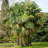 3 gal. Windmill Palm