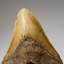 Genuine Megalodon Shark Tooth In Display Box (414 Grams)