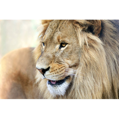 Lion Smiling by Skynesher - Print