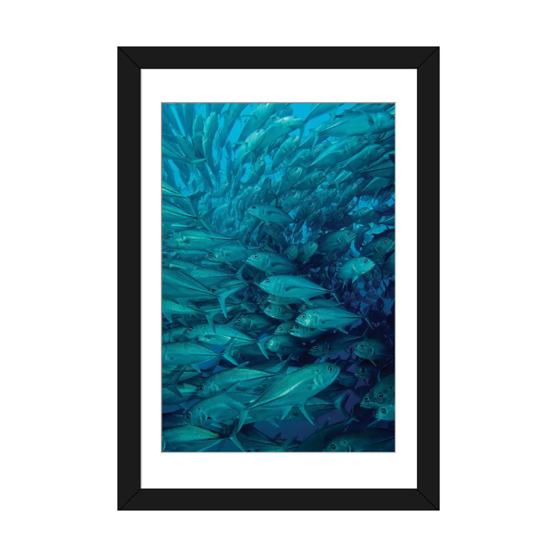" Oceanic Whitetip Shark Chasing A Group Of Fish " by Brent Barnes, Black Framed Fine Art Paper, 24" H x 16" W x 1" D, White