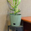 Ensemble de pots à fleurs 3 pièces Bamboo Blooms - 10, 7 et 5 pouces