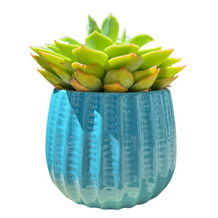 Pot en céramique de 4 po, plante décorative