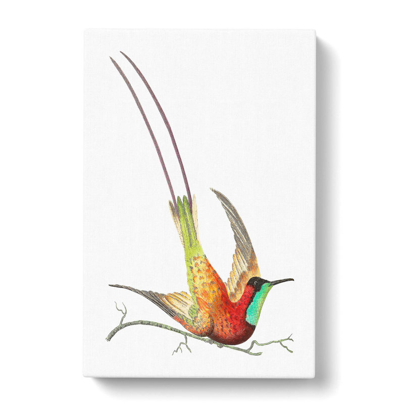 Long-Tailed Hummingbird by George Shaw - Wrapped Canvas, 50cm H x 35cm W x 3cm D