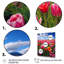 Symphonie de tulipes de Gaspey, Allemagne-786383561-786383566