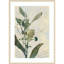Reproduction d'art murale encadrée en bois "Fleur d'orchidée salée" par Jacob q-100672781