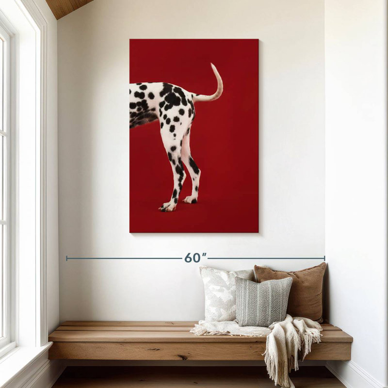 Queue dalmatienne, H 45 po x l 30 po