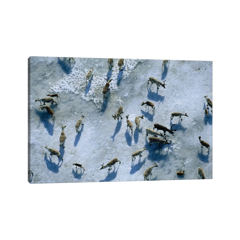 The Central Arctic Caribou Herd On A Snow Bank Near The Edge Of The Arctic National Wildlife Refuge 1 Piece Wall Art on Canvas