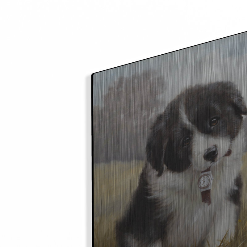 «Border Collie Puppy» par John Silver, H 16 po x l 12 po