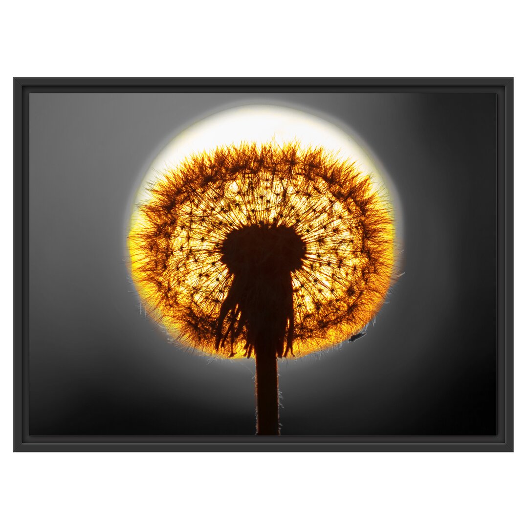 Gerahmtes Wandbild Pusteblume vor untergehender Sonne