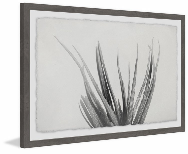 Thin Stems - Single Picture Frame Print, 41cm H x 61cm W x 4cm D, Brown Framed