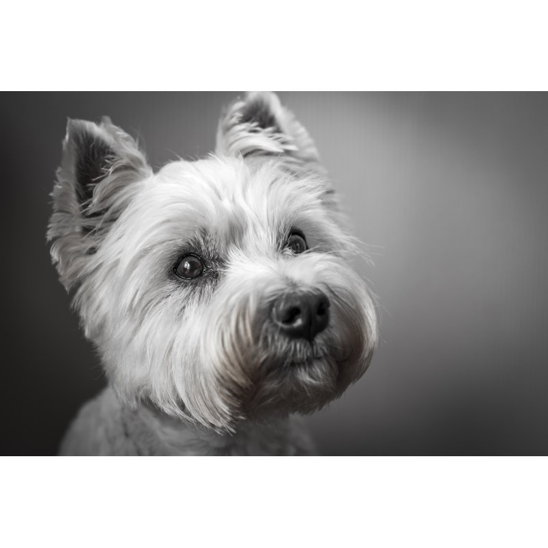 «Emilymae West Highland Terrier» par Focusphotonz - photographie sur toile tendue, H 8 po x l 12 po